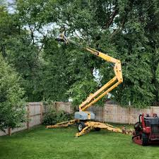 Best Tree Cabling and Bracing  in Lee Acres, NM