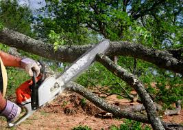 Best Lot and Land Clearing  in Lee Acres, NM