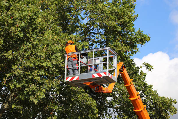 Reliable Lee Acres, NM Tree Removal Solutions