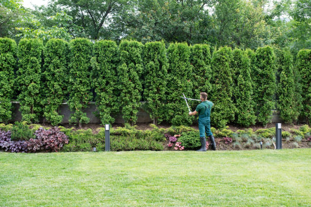 Tree and Shrub Care in Lee Acres, NM