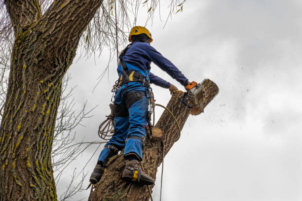 Best Emergency Tree Removal  in Lee Acres, NM