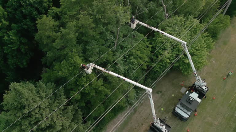 Best Arborist Consultation Services  in Lee Acres, NM