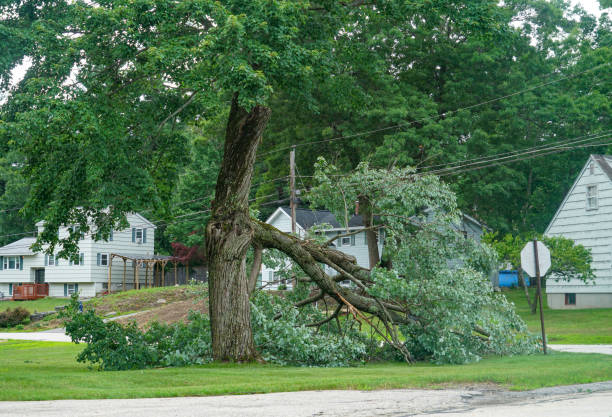 Best Tree Risk Assessment  in Lee Acres, NM