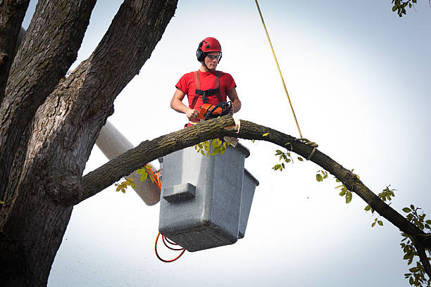 Best Tree Mulching  in Lee Acres, NM