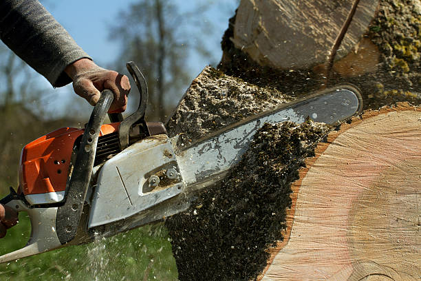 Best Stump Grinding and Removal  in Lee Acres, NM