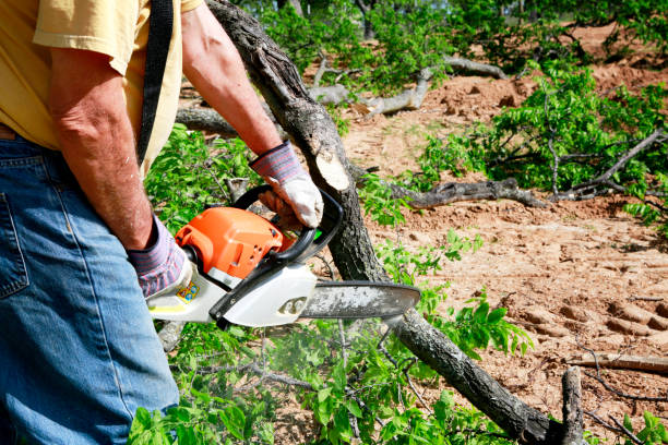 Best Tree Removal  in Lee Acres, NM